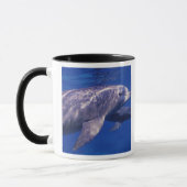 Mug Mexique, Cozumel. Dauphin en bouteille, Tursiops 2 (Gauche)