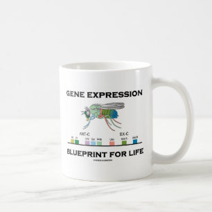 Mug Modèle d'expression du gène pour des gènes de