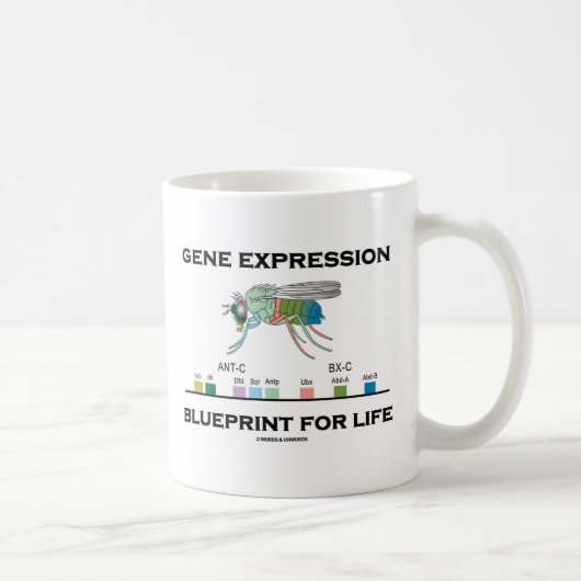 Mug Modèle d'expression du gène pour des gènes de (Droite)
