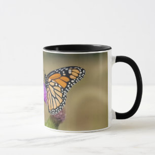 Mug Monarque sur Prairie de Chardons à Prairie Ridge