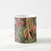 Mug Mosses, Muscinae Laubmoose par Ernst Haeckel (Centre)