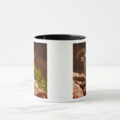 Mug Mouflon du désert (Ovis canadensis nelsoni). (Centre)