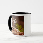 Mug Mouflon du désert (Ovis canadensis nelsoni). (Devant gauche)
