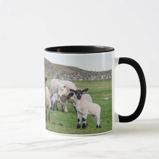 Mug Mouton des Shetland (Droite)