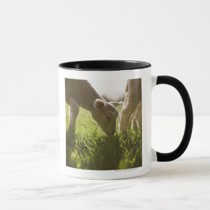 Mug Moutons frôlant dans l'herbe