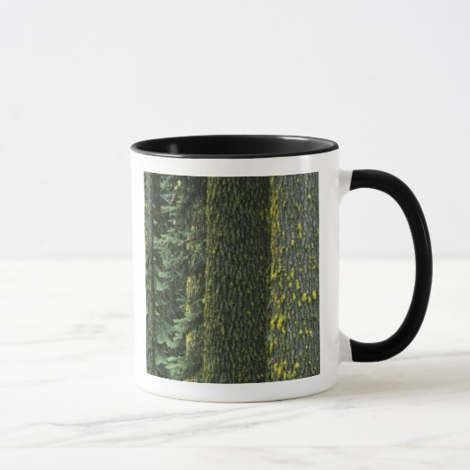 Mug Mt. Ashland, forêt nationale de Rogue River, (Droite)