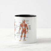 Mug Muscle Diagram medgifts101 (Centre)