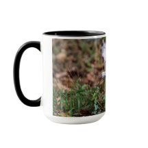 Musique d'écureuil blanc