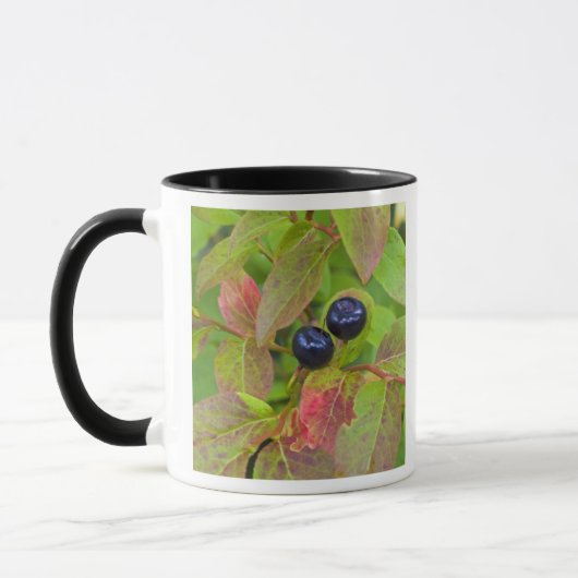 Mug Myrtille mûre dans le Flathead National (Gauche)
