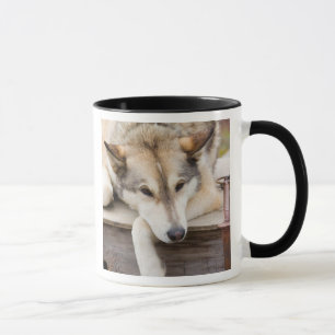 Mug N.A., États-Unis, Alaska. Chiens de traîneau Husky