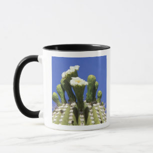 Mug N.A., États-Unis, Arizona, Tucson, désert de Sonor