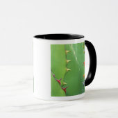 Mug N.A., États-Unis, AZ, Phoenix, Desert Botanical 2 (Devant droit)