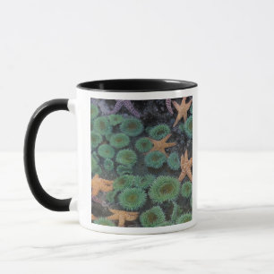 Mug N.A., États-Unis, Washington, Parc national Olympi