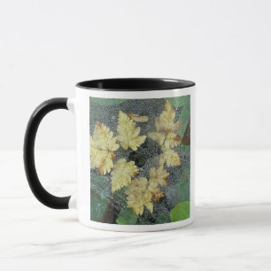 Mug NA, États-Unis, Alaska, Nancy Lake. Dew sur toile