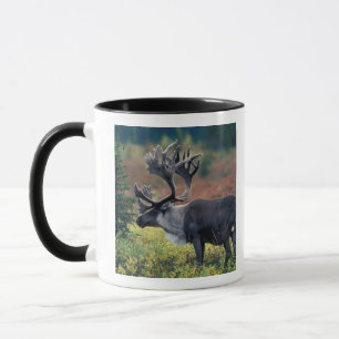 Mug NA, États-Unis, Alaska, Parc national Denali, Cari