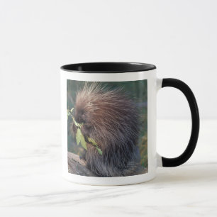 Mug NA, États-Unis, Alaska, Porc-épic captif