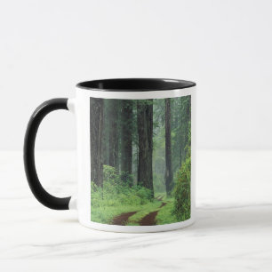 Mug NA, États-Unis, Californie. Parc d'État de Del Nor