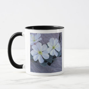 Mug NA, États-Unis, Utah, Parc national des Arches, On