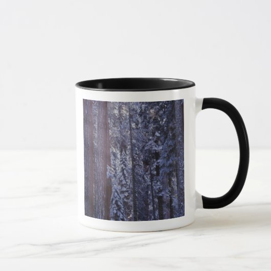 Mug NA, USA, Californie. Parc national de Sequoia.2 (Droite)