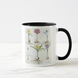 Mug Narcisses, crocus et jacinthe : autum 1.Narcissus