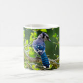 Mug Nature Photographie Shy Blue Jay Vêtements Cadeaux (Centre)