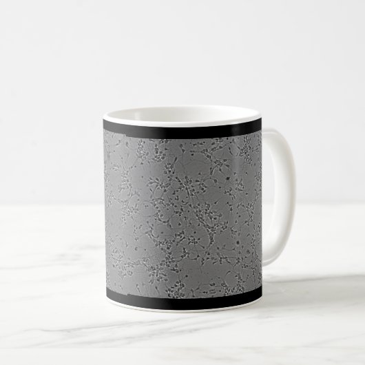 mug neurons  (Devant droit)