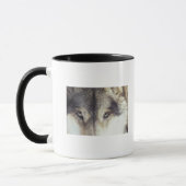 Mug Nom latin : Lupus de Canis (Gauche)
