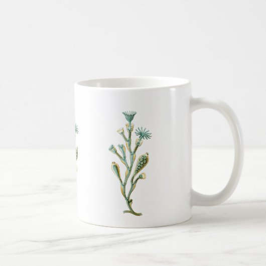 Mug Obelia (méduses) (Droite)