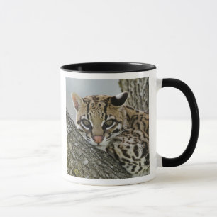 Mug Ocelot, Felis pardalis, en captivité, femelle au r