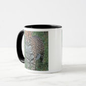 Mug OCELOT (Leopardus pardalis) AMÉRIQUE CENTRALE (Devant gauche)