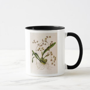 Mug Odontoglossum Hastatum