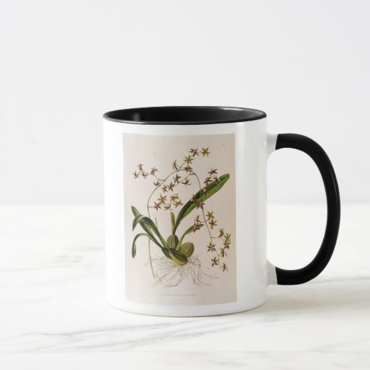 Mug Odontoglossum Hastatum (Droite)