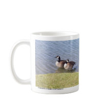 Oies canadiennes le long de la rivière d'Ottawa