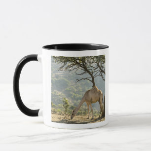 Mug Oman, région de Dhofar, Salalah. Chameau