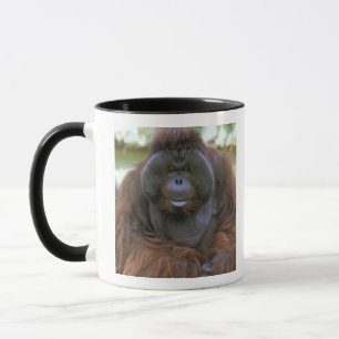 Mug Orang-outan Pongo Pygmaeus