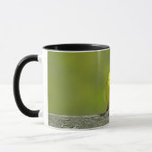 Mug Orchard Oriole - Photo originale (Gauche)