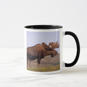Mug orignal, Alces alces, taureau avec grands bois