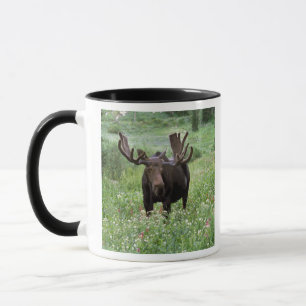 Mug Orignal mâle (Alces alces) dans les fleurs sauvage