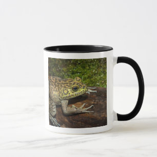 Mug Ouaouaron, Rana catesbeiana