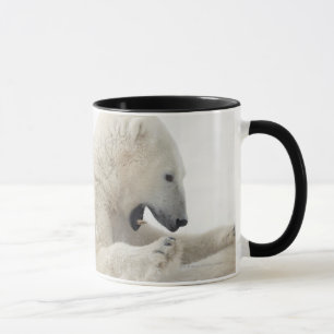 Mug Ours blanc s'engageant dans un combat avec un