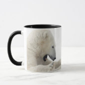Mug Ours blanc s'engageant dans un combat avec un (Gauche)
