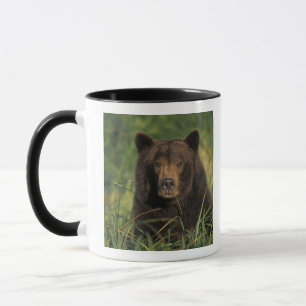Mug ours brun, Ursus arctos, grizzly, Ursus 9