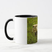 Mug Ours gris de Denali (Gauche)