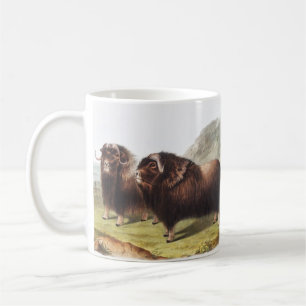 Mug Ox musqué (Ovibos moschatus)