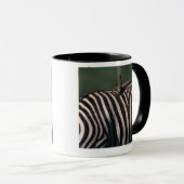 Mug oxpecker Jaune-affiché (africanus de Buphagus) (Devant droit)