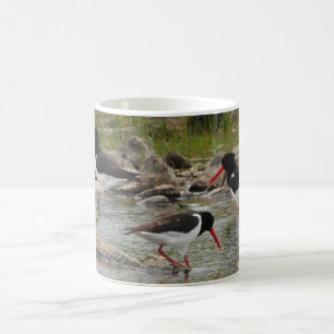 Mug Oystercatchers