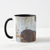 Mug Paire de cerfs de Mule sauvage | Californie (Gauche)