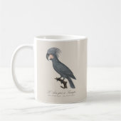 Mug Palmiste noir, Probosciger aterrimus (Gauche)
