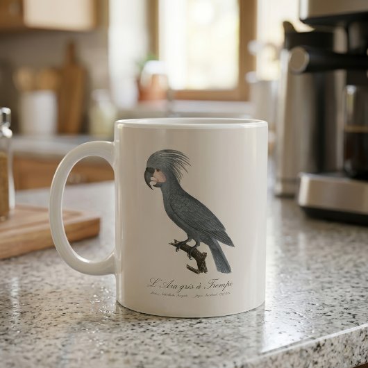 Mug Palmiste noir, Probosciger aterrimus