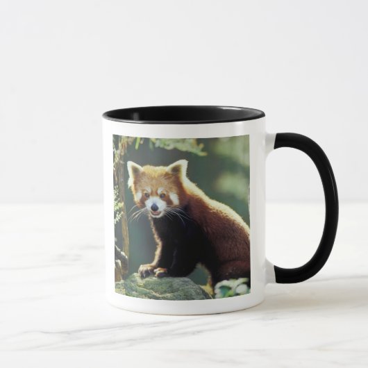 Mug Panda roux Ailurus fulgens) (Droite)